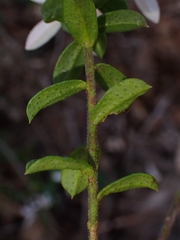 Philotheca buxifolia
