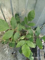 Fraxinus pennsylvanica