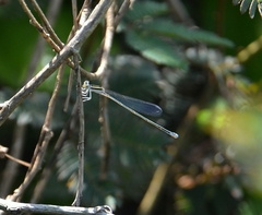 Aciagrion occidentale