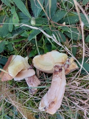 Suillus luteus