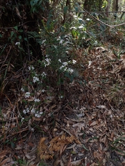 Philotheca buxifolia