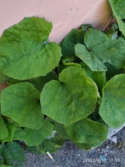 Tussilago farfara