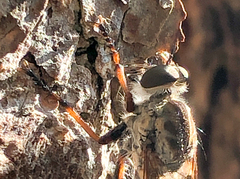 Neomochtherus willistoni