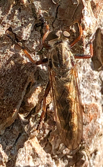 Neomochtherus willistoni