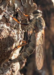 Neomochtherus willistoni