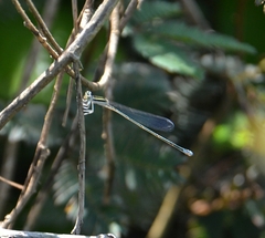 Aciagrion occidentale