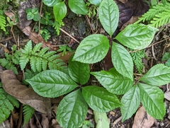 Chloranthus oldhamii