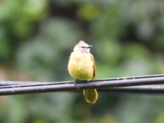 Pycnonotus flavescens