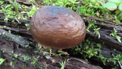 Pluteus exilis