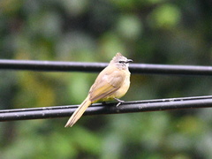 Pycnonotus flavescens