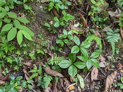 Chloranthus oldhamii