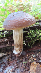 Pluteus exilis