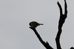 Zosterops lateralis chloronotus