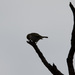 Western Silvereye - Photo (c) Ry Beaver, some rights reserved (CC BY-NC), uploaded by Ry Beaver