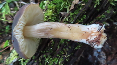 Pluteus exilis