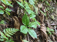 Chloranthus oldhamii