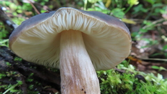 Pluteus exilis