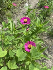 Zinnia elegans