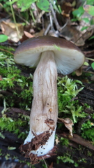 Pluteus exilis