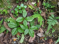 Chloranthus oldhamii