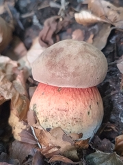 Rubroboletus satanas
