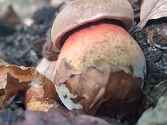 Rubroboletus satanas