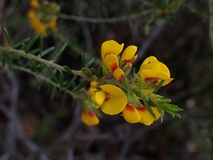 Aotus ericoides