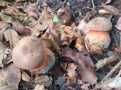 Rubroboletus satanas