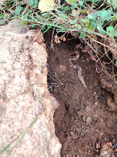 Common Sand Boa, Eryx conicus