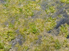 Ulva lactuca
