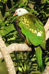 Ptilinopus magnificus