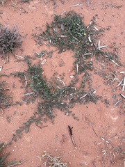 Convolvulus clementii