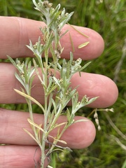 Gnaphalium uliginosum