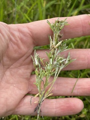 Gnaphalium uliginosum