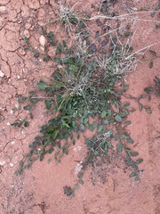 Convolvulus clementii