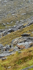 Capra ibex