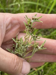 Gnaphalium uliginosum