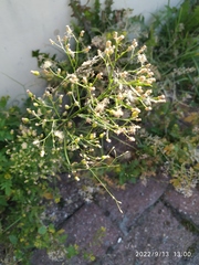 Erigeron canadensis