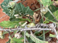 Convolvulus clementii