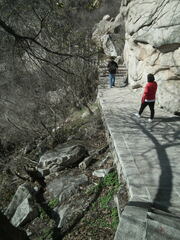 Anemonoides raddeana