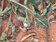 Convolvulus clementii