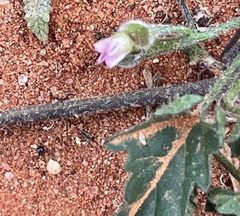 Convolvulus clementii