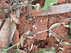 Convolvulus clementii