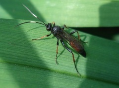 Stenichneumon culpator