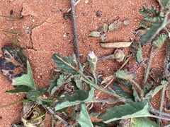 Convolvulus clementii