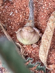Convolvulus clementii