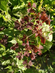 Oxalis stricta rufa
