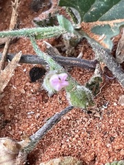 Convolvulus clementii
