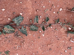 Convolvulus clementii