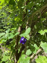 Clitoria ternatea